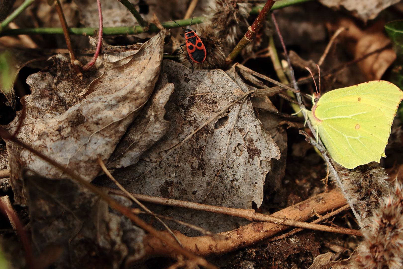 Schmetterling und Feuerwanze