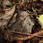 Schmetterling und Feuerwanze