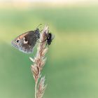 Schmetterling und Fliege