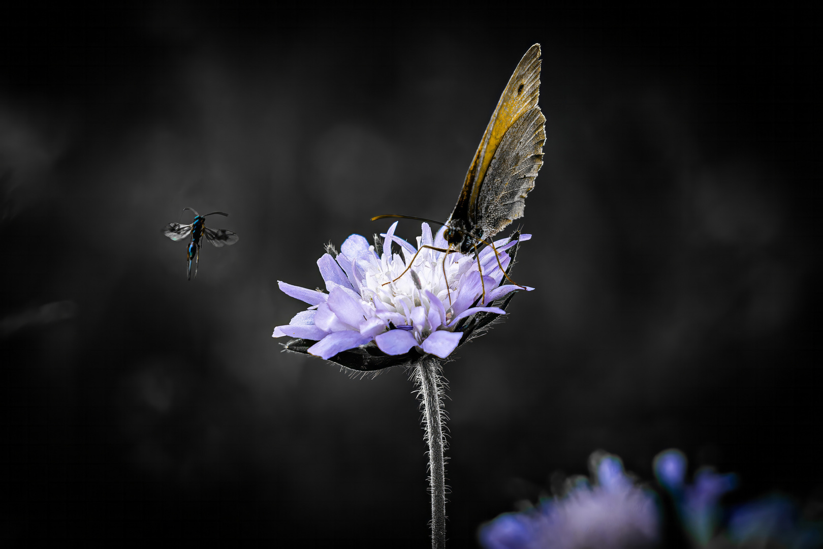 Schmetterling und Flugameise