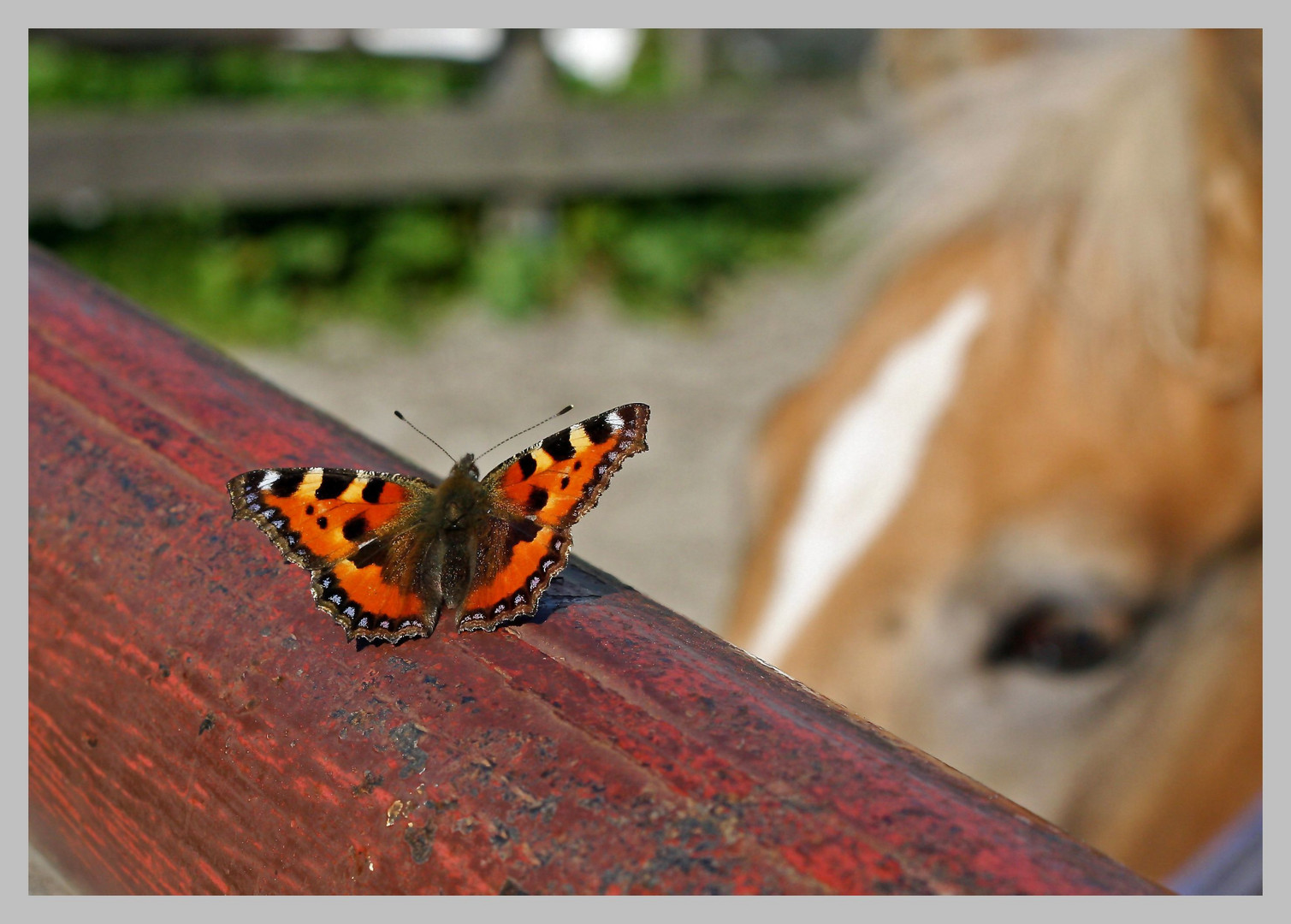 Schmetterling und Haflingerfohlen