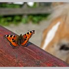 Schmetterling und Haflingerfohlen