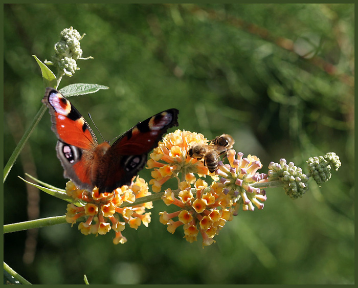 Schmetterling und Honigbienen