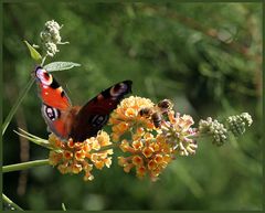 Schmetterling und Honigbienen