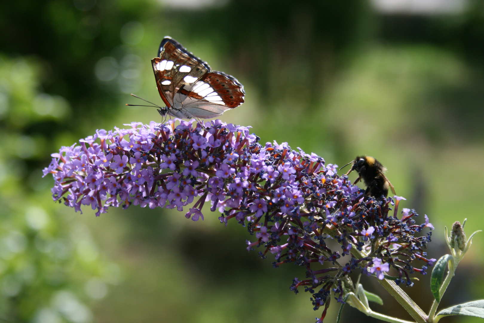 Schmetterling und Hummel