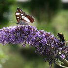 Schmetterling und Hummel