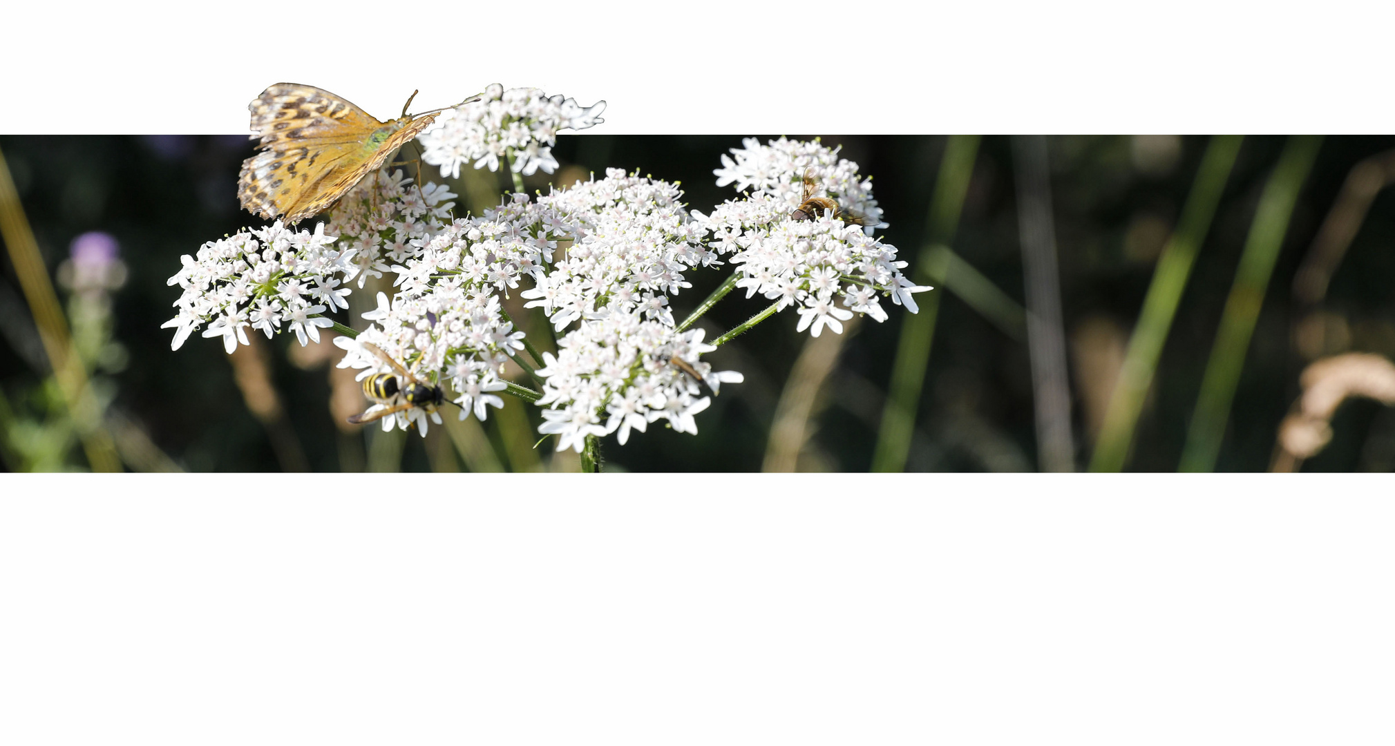 Schmetterling und Hummel