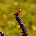 Schmetterling und Hummel bei mir auf der Arbeit