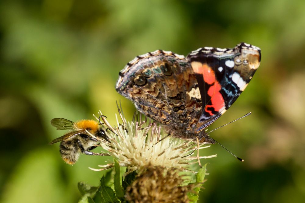 Schmetterling und Hummel