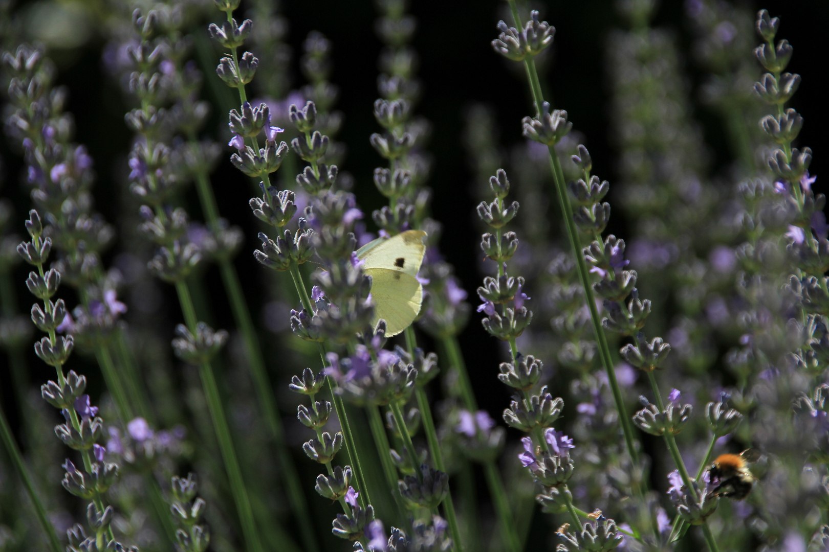 Schmetterling und Hummel im Lavendel (IMG_1011)