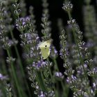 Schmetterling und Hummel im Lavendel (IMG_1011)