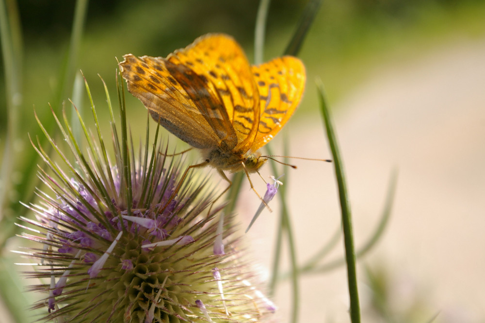 Schmetterling und Karde