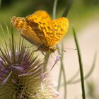 Schmetterling und Karde