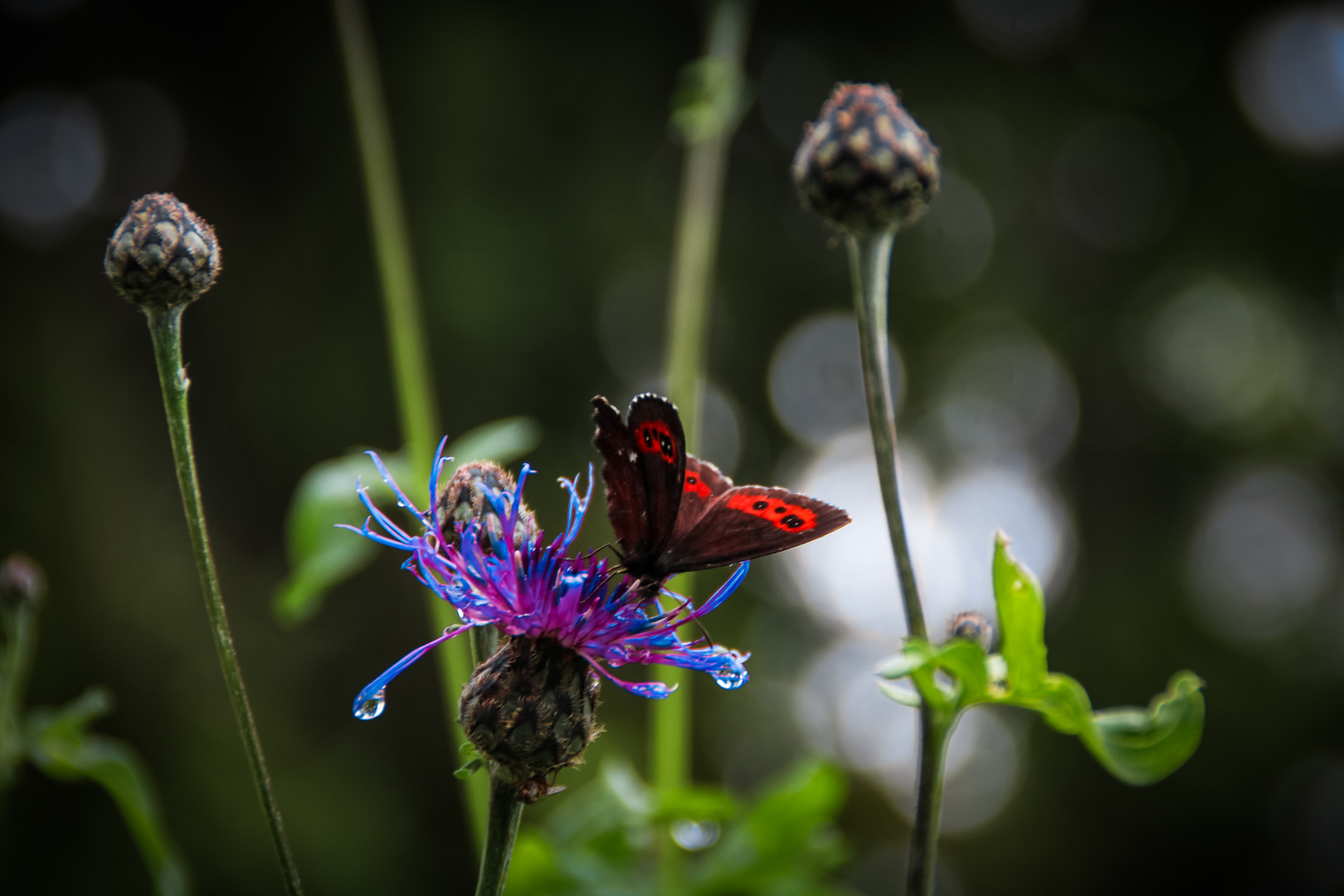 Schmetterling und Kornblume