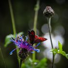 Schmetterling und Kornblume