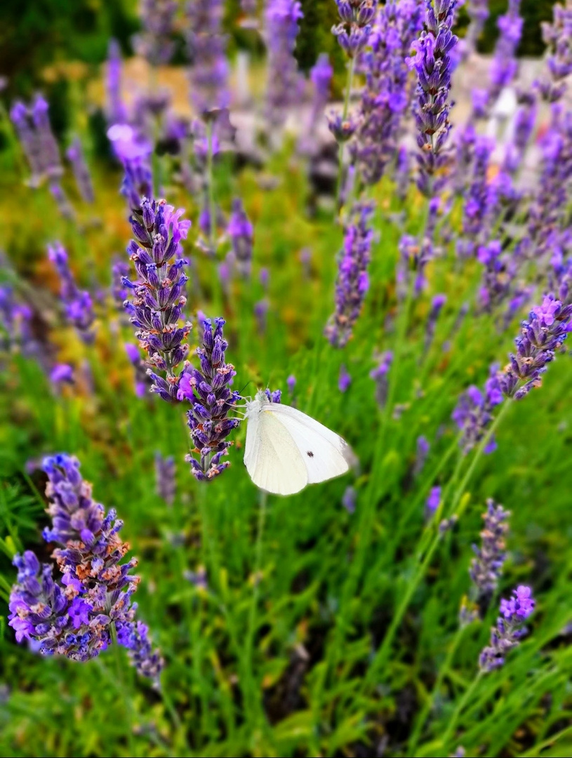 Schmetterling und Lavendel