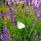 Schmetterling und Lavendel