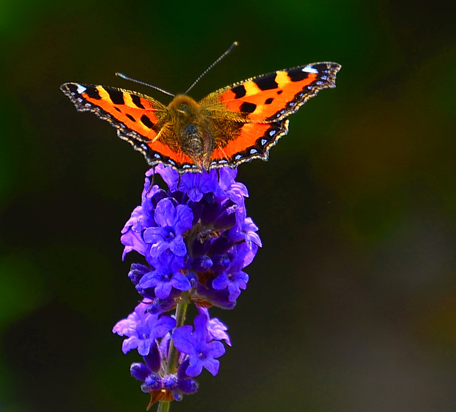 Schmetterling und Lavendel