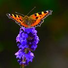 Schmetterling und Lavendel