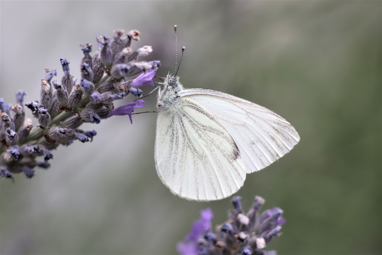 Schmetterling und Lavendel