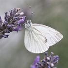 Schmetterling und Lavendel