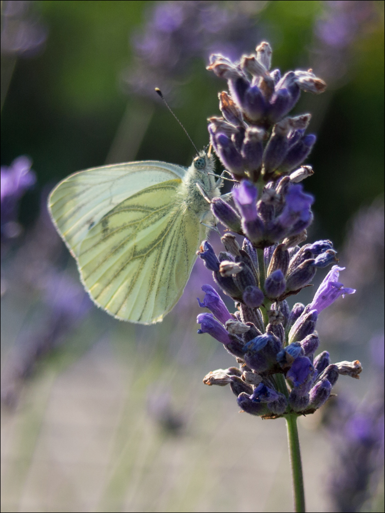 Schmetterling und Lavendelduft