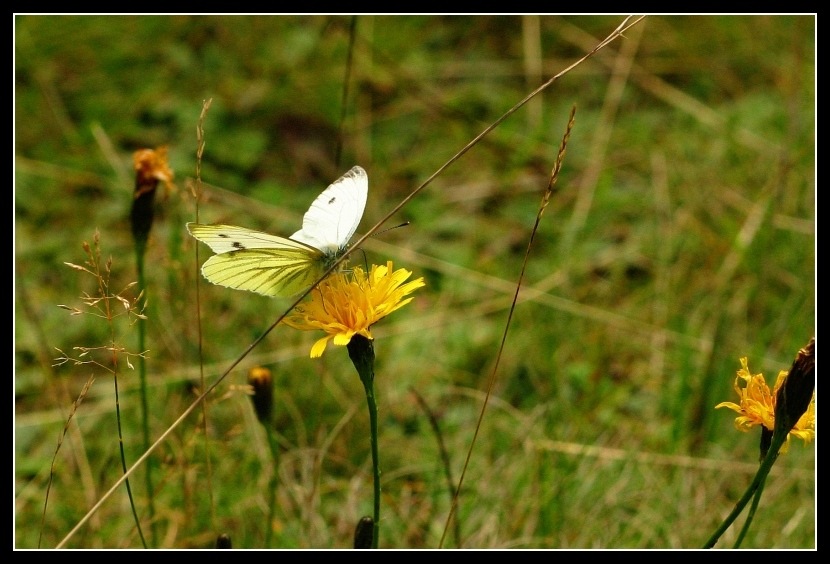 Schmetterling und Löwenzahn