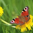 Schmetterling und Löwenzahn