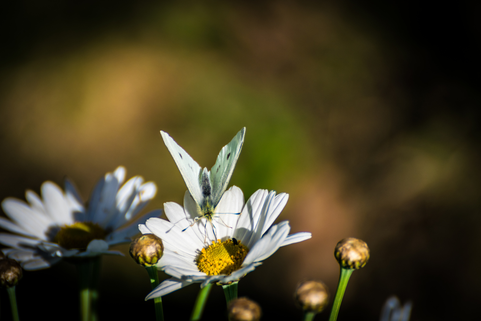 Schmetterling und Margeriten