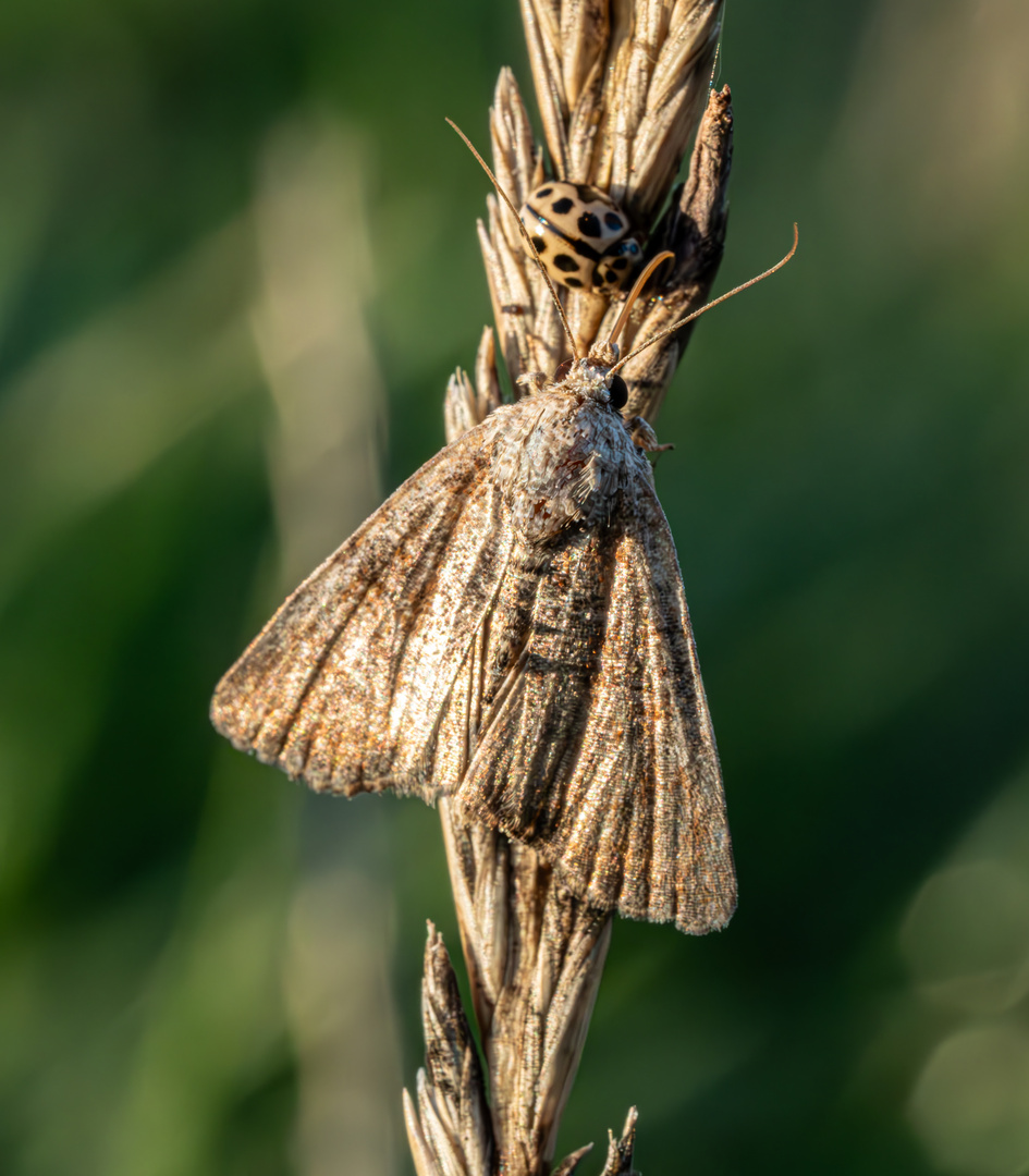 -Schmetterling ?- und Marienkäferart