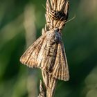 -Schmetterling ?- und Marienkäferart