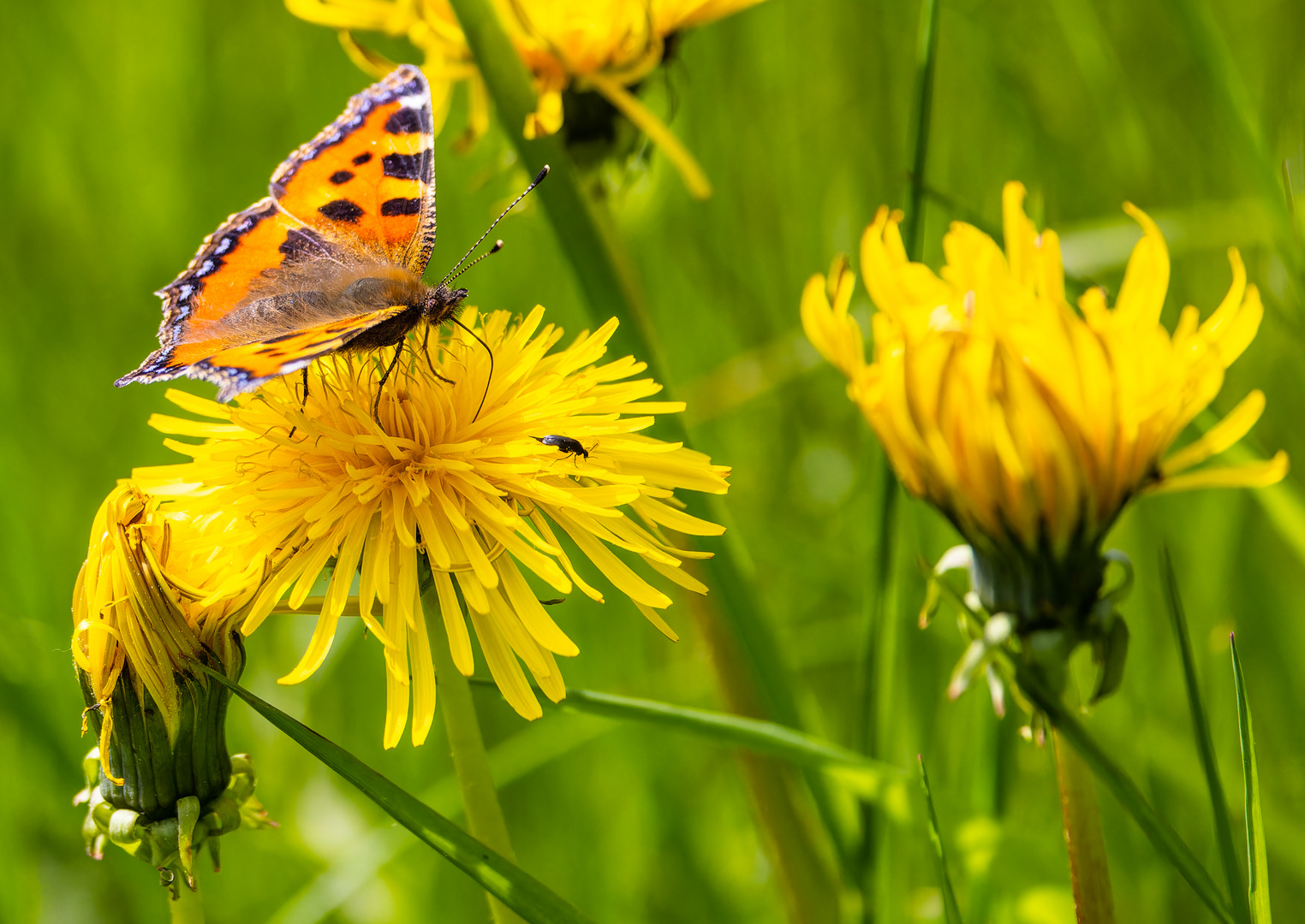 Schmetterling und Mitbewohner auf Löwenzahn