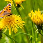 Schmetterling und Mitbewohner auf Löwenzahn