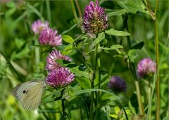 Schmetterling und Nahrungsquelle