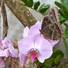 Schmetterling und Orchidee