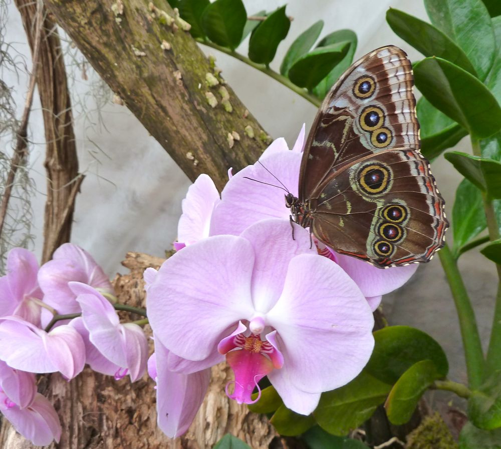 Schmetterling und Orchidee