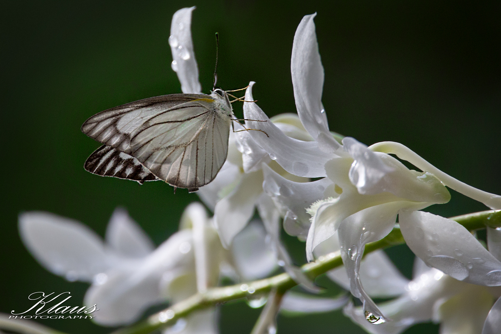 Schmetterling und Orchidee