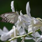 Schmetterling und Orchidee