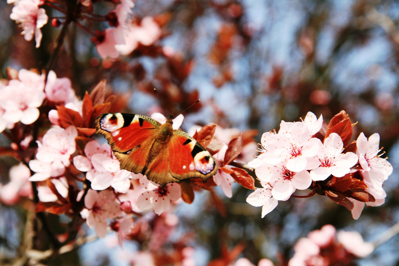 Schmetterling und Pflaumenblüte