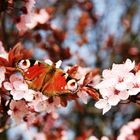 Schmetterling und Pflaumenblüte