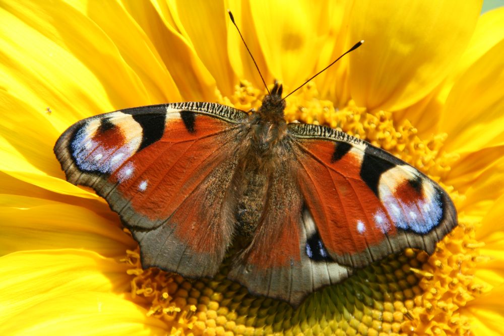 schmetterling und sonnenblume von Fusslbürste 