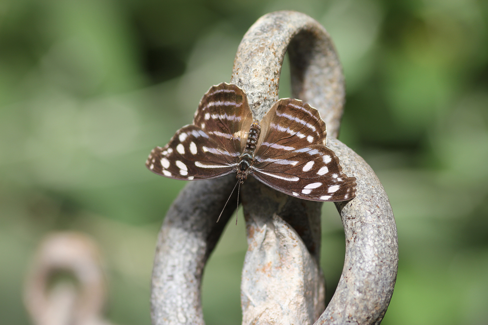 Schmetterling und Stahl