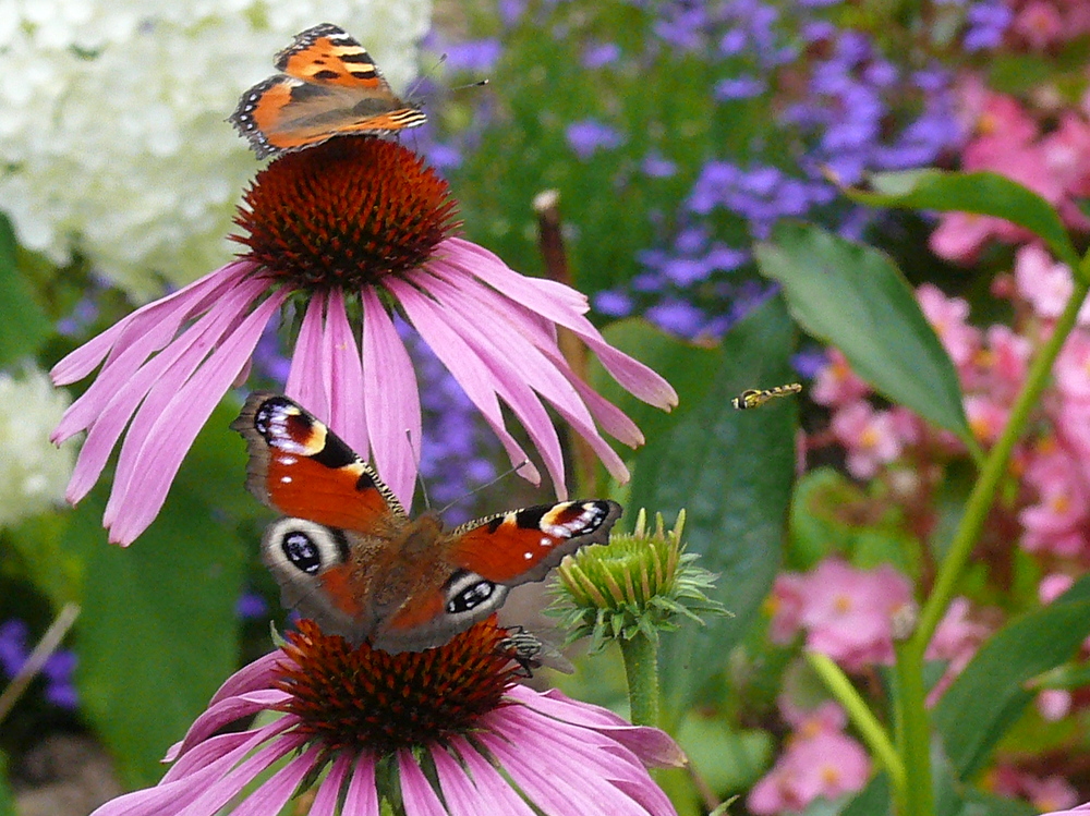 Schmetterling und Wespe?