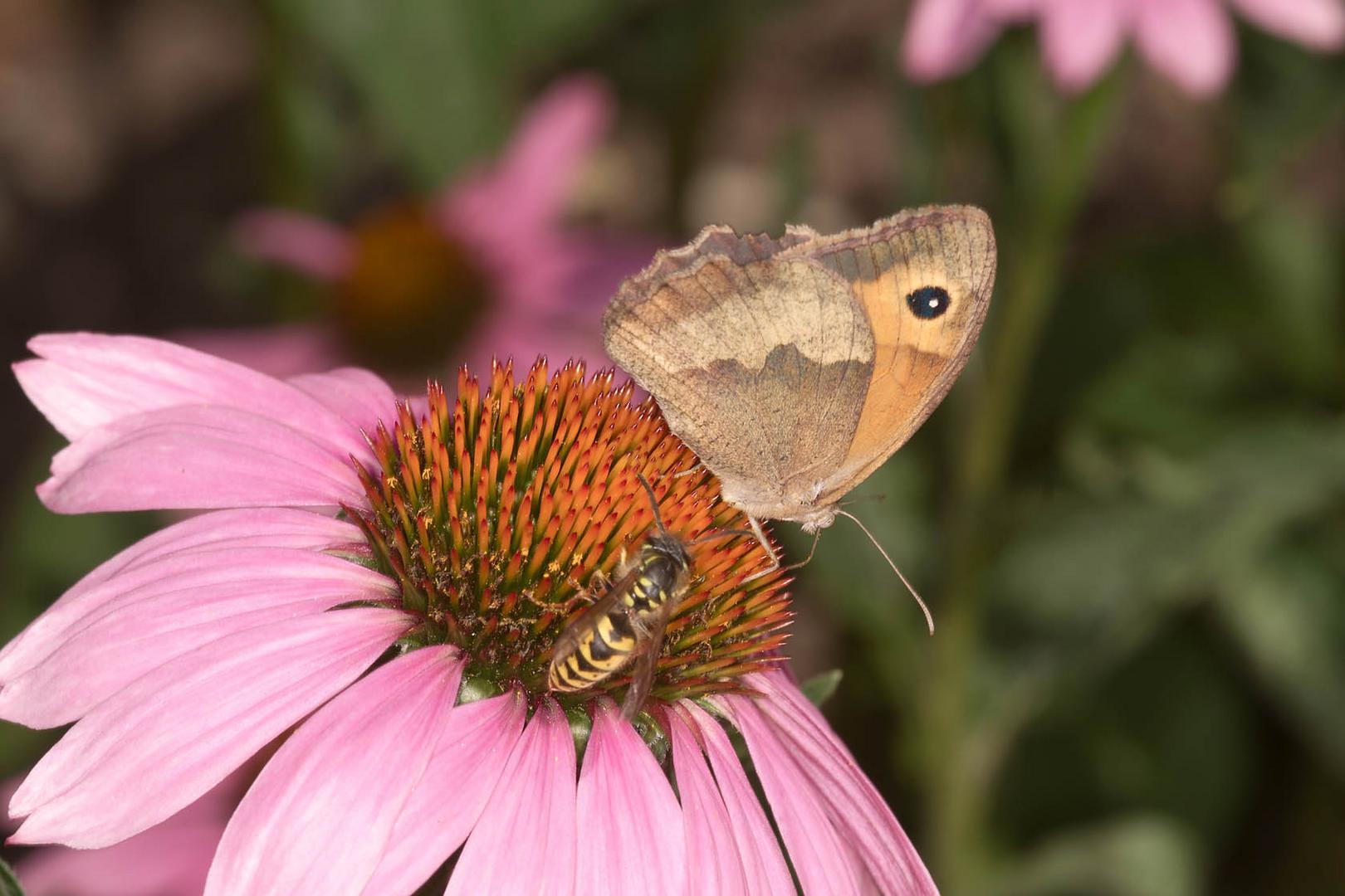 Schmetterling und Wespe