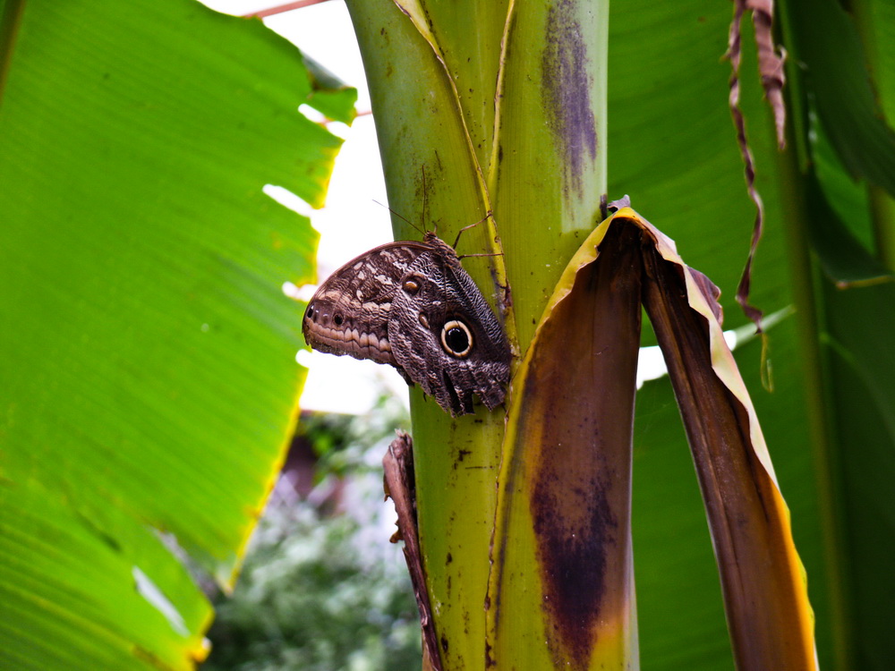 Schmetterling unscheinbar