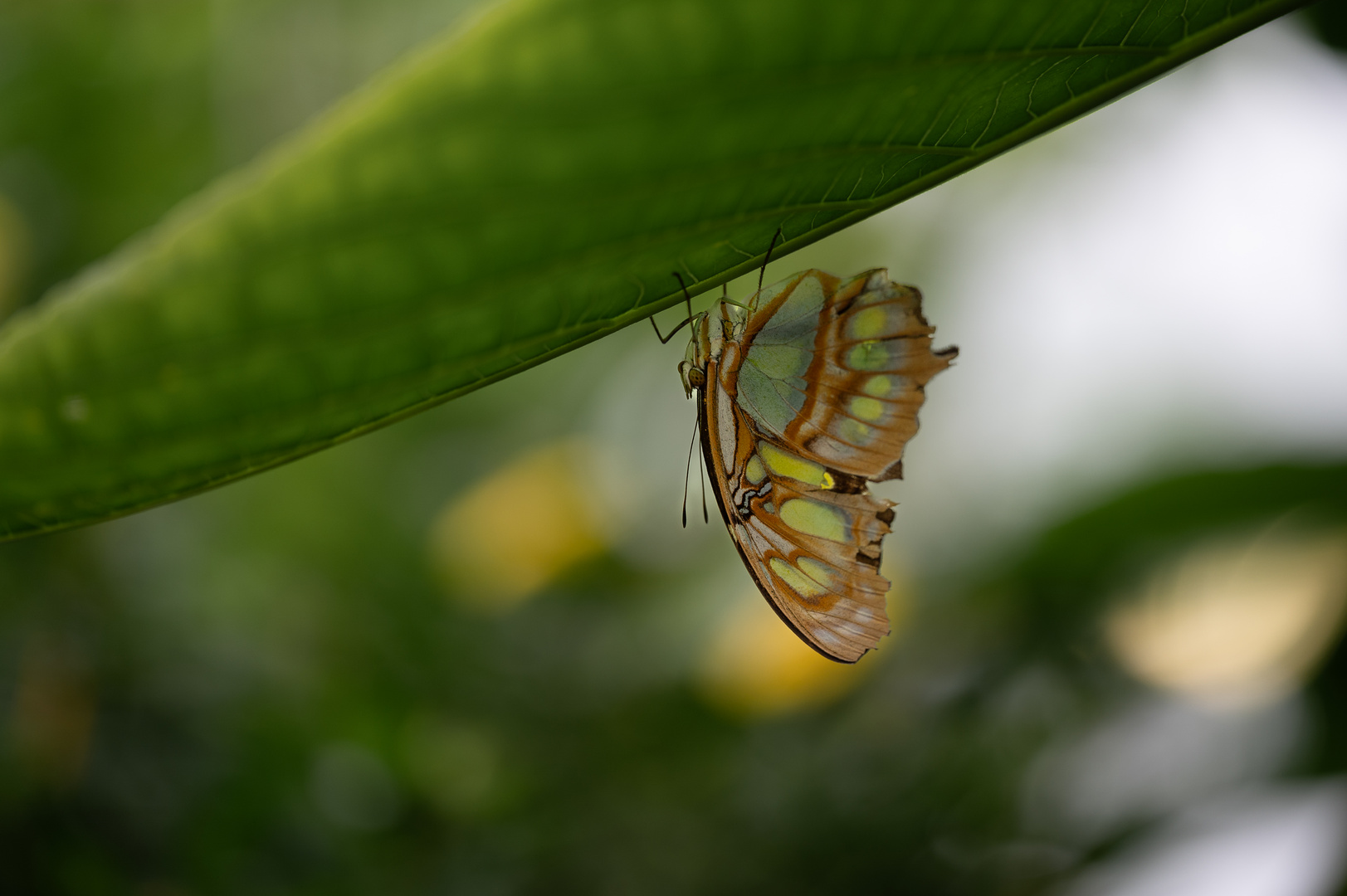 Schmetterling unter einem Blatt