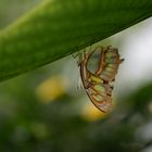 Schmetterling unter einem Blatt