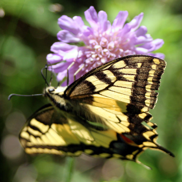 Schmetterling unter kurzer Belichtung