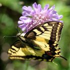 Schmetterling unter kurzer Belichtung