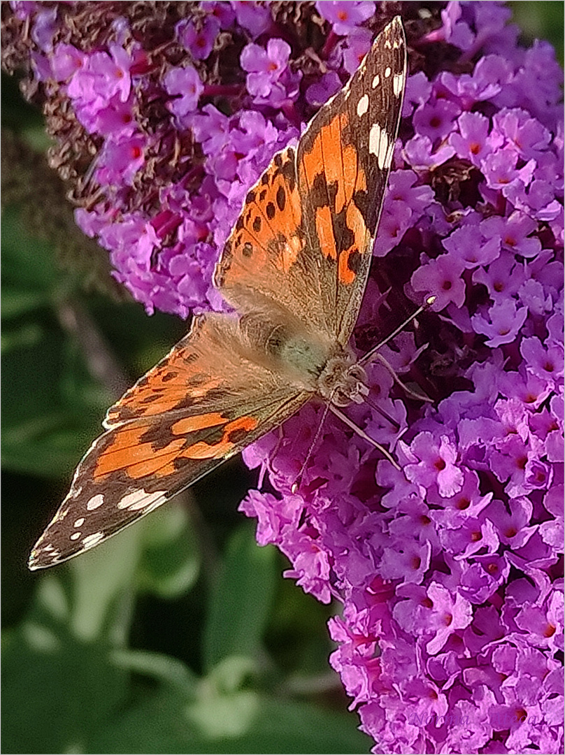 Schmetterling  V